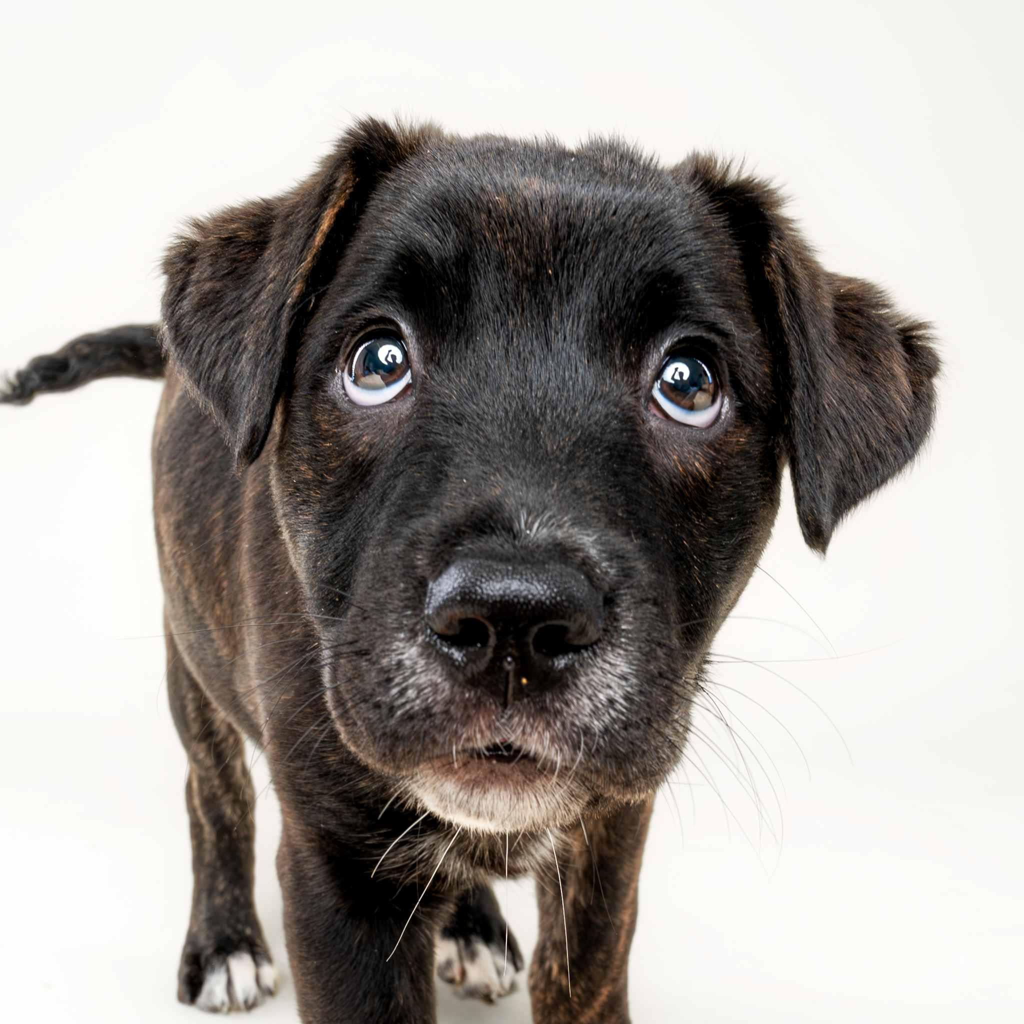 Enlarge Ladybird, an adoptable mixed breed in Schaumburg, IL image 2/4