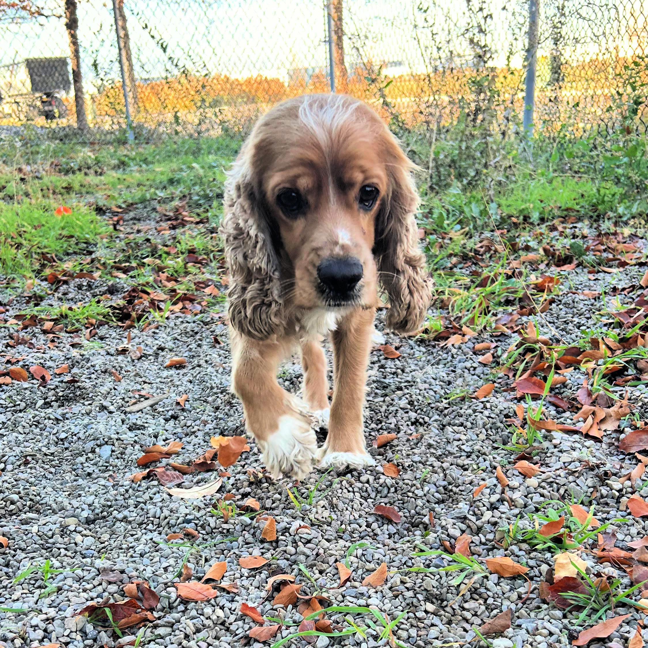 Teddy, an adoptable Cocker Spaniel in Lindon, UT, 84042 | Photo Image 5