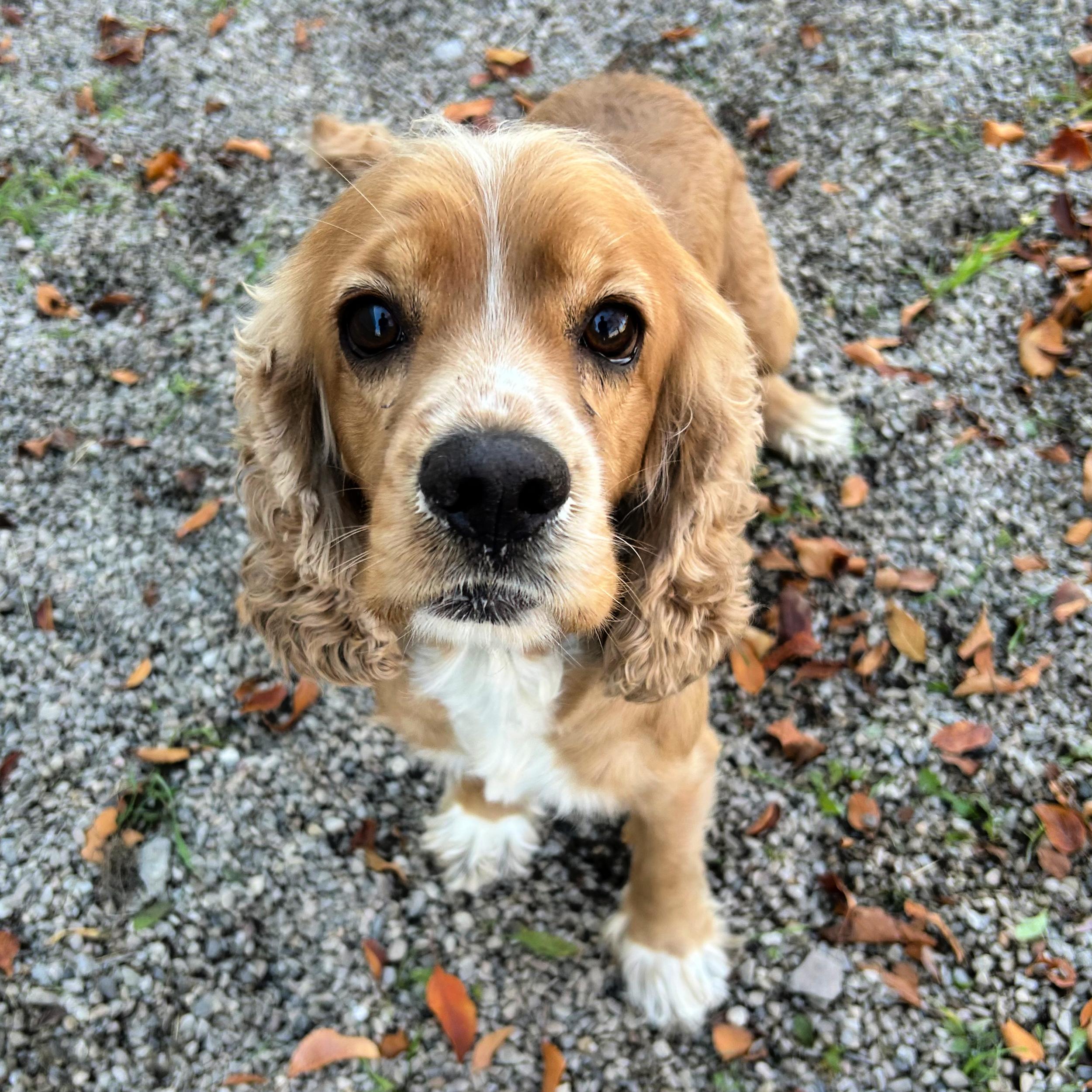 Teddy, an adoptable Cocker Spaniel in Lindon, UT, 84042 | Photo Image 3