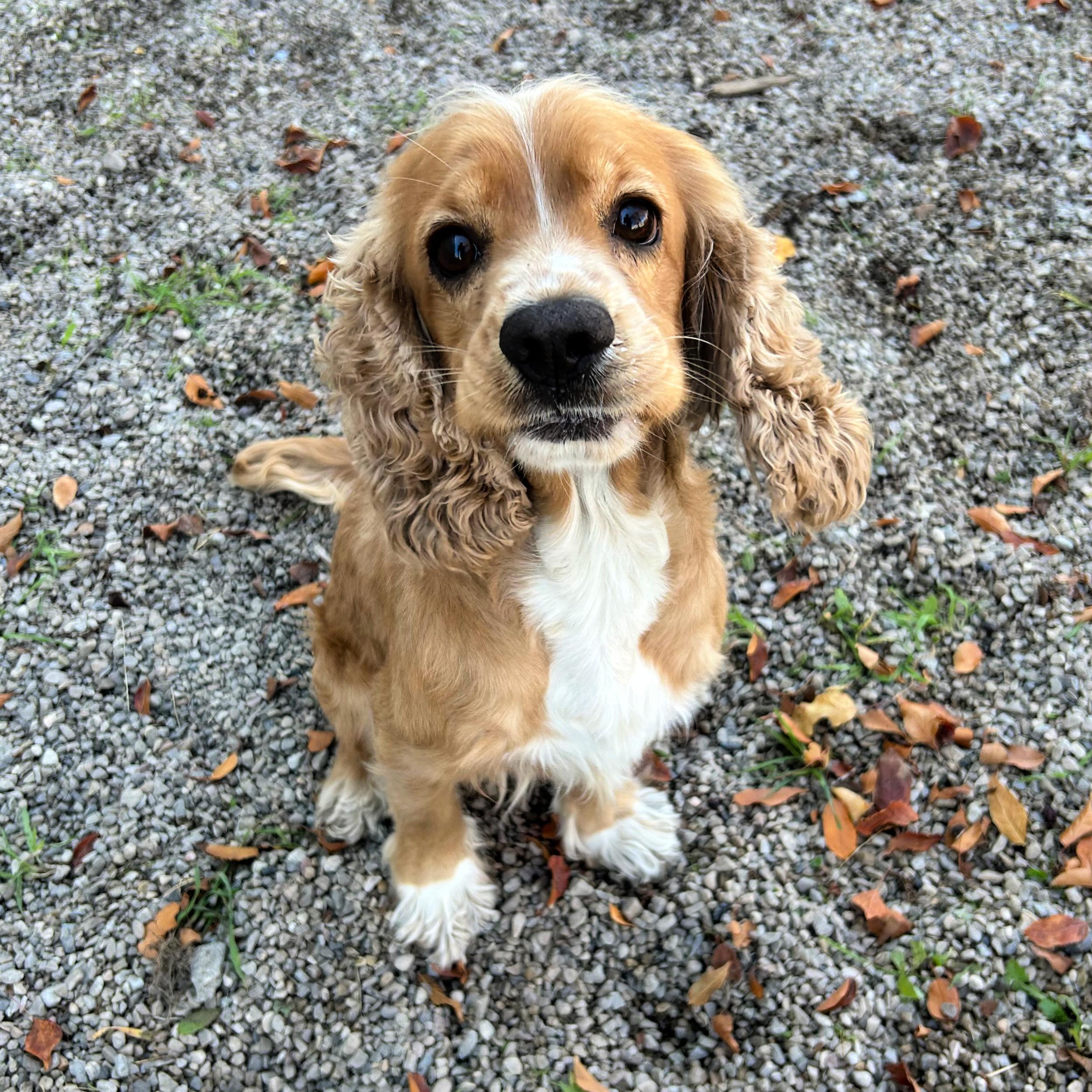 Teddy, an adoptable Cocker Spaniel in Lindon, UT, 84042 | Photo Image 4