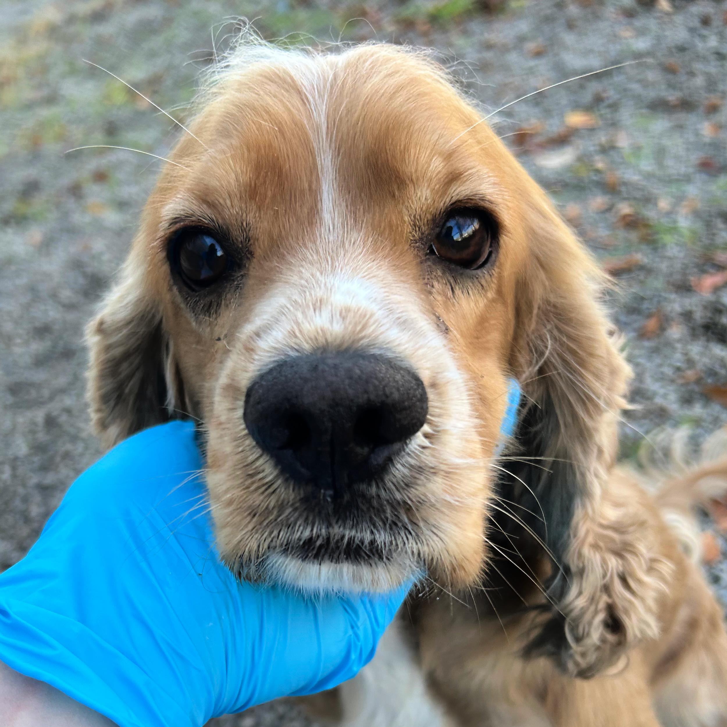 Teddy, an adoptable Cocker Spaniel in Lindon, UT, 84042 | Photo Image 2