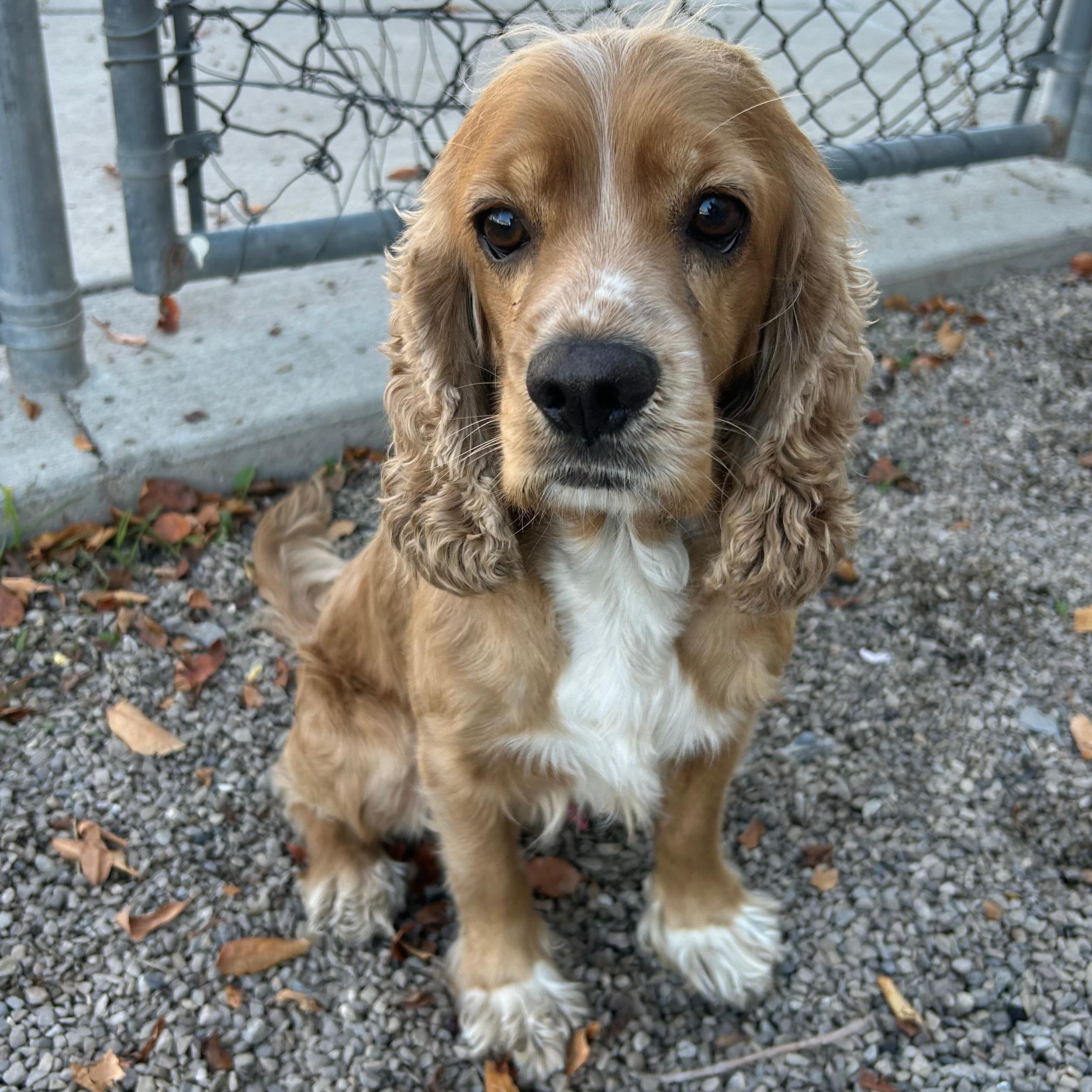Teddy, an adoptable Cocker Spaniel in Lindon, UT, 84042 | Photo Image 1