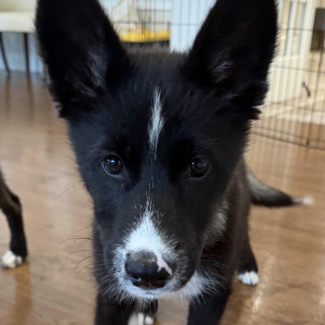 Enlarge Rhinestone, a Adoptable mixed breed in Richmond, VA image 2/5