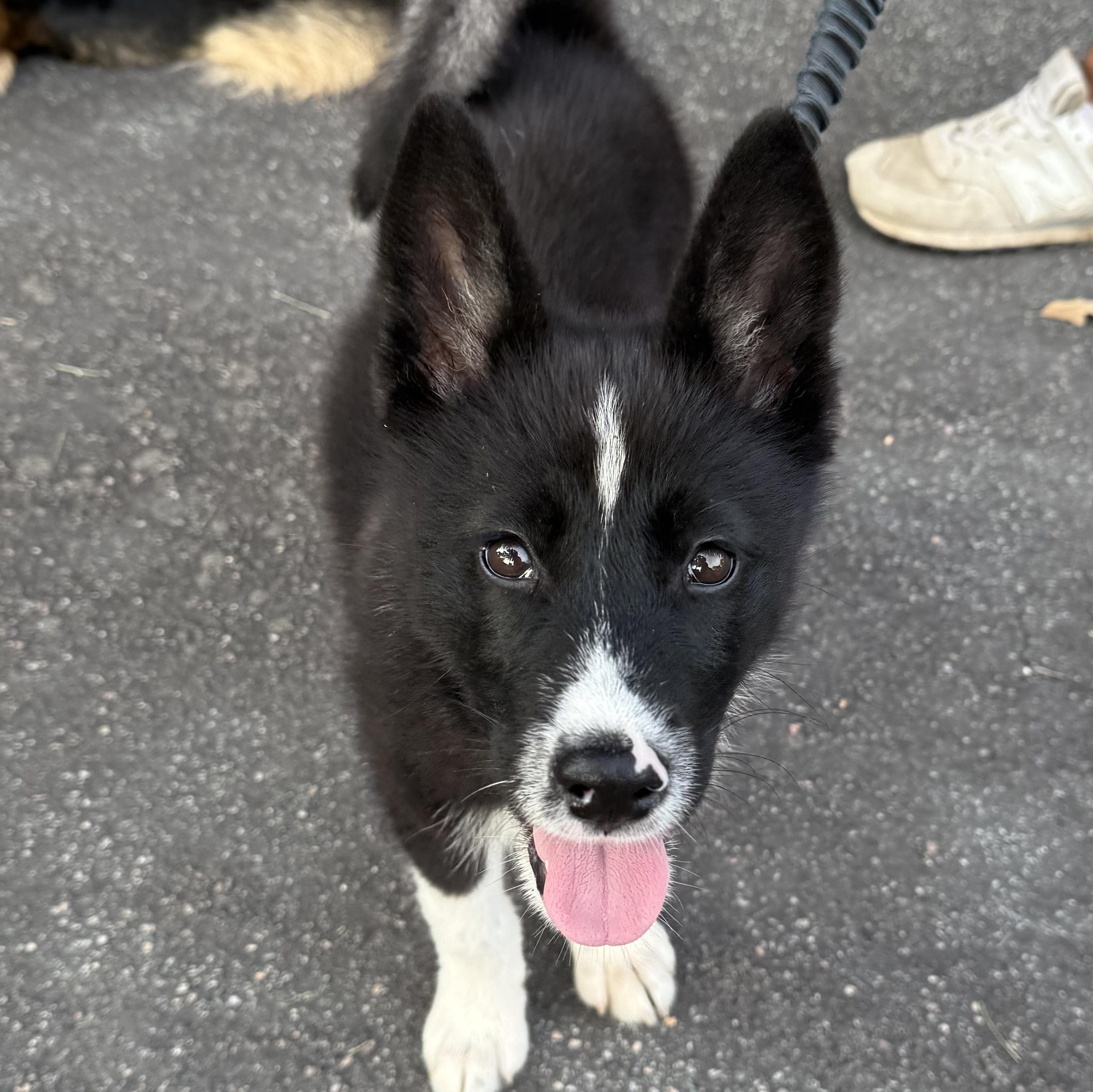Rhinestone, Adoptable, Puppy Female Husky & Akita.