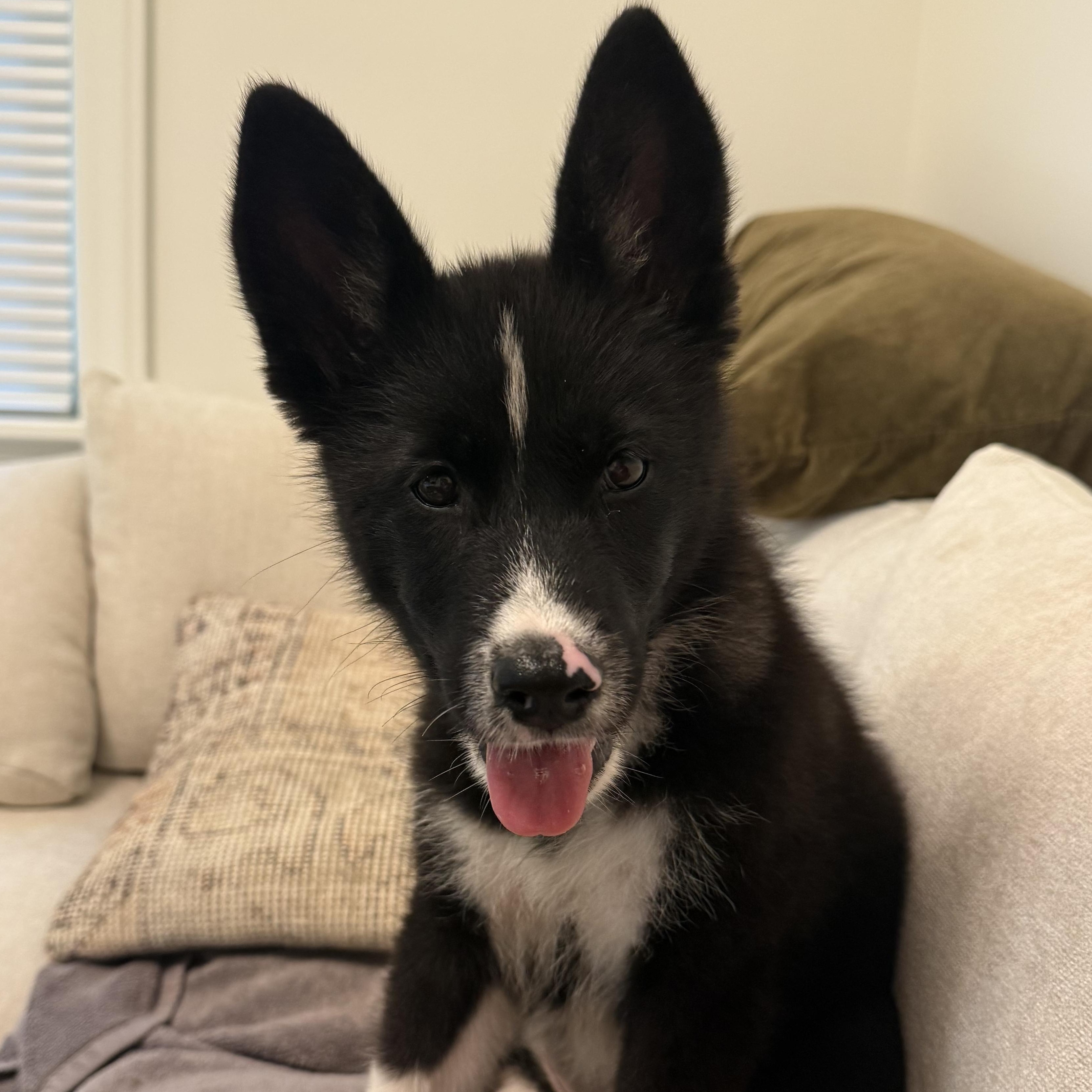Enlarge Rhinestone, a Adoptable mixed breed in Richmond, VA image 3/5