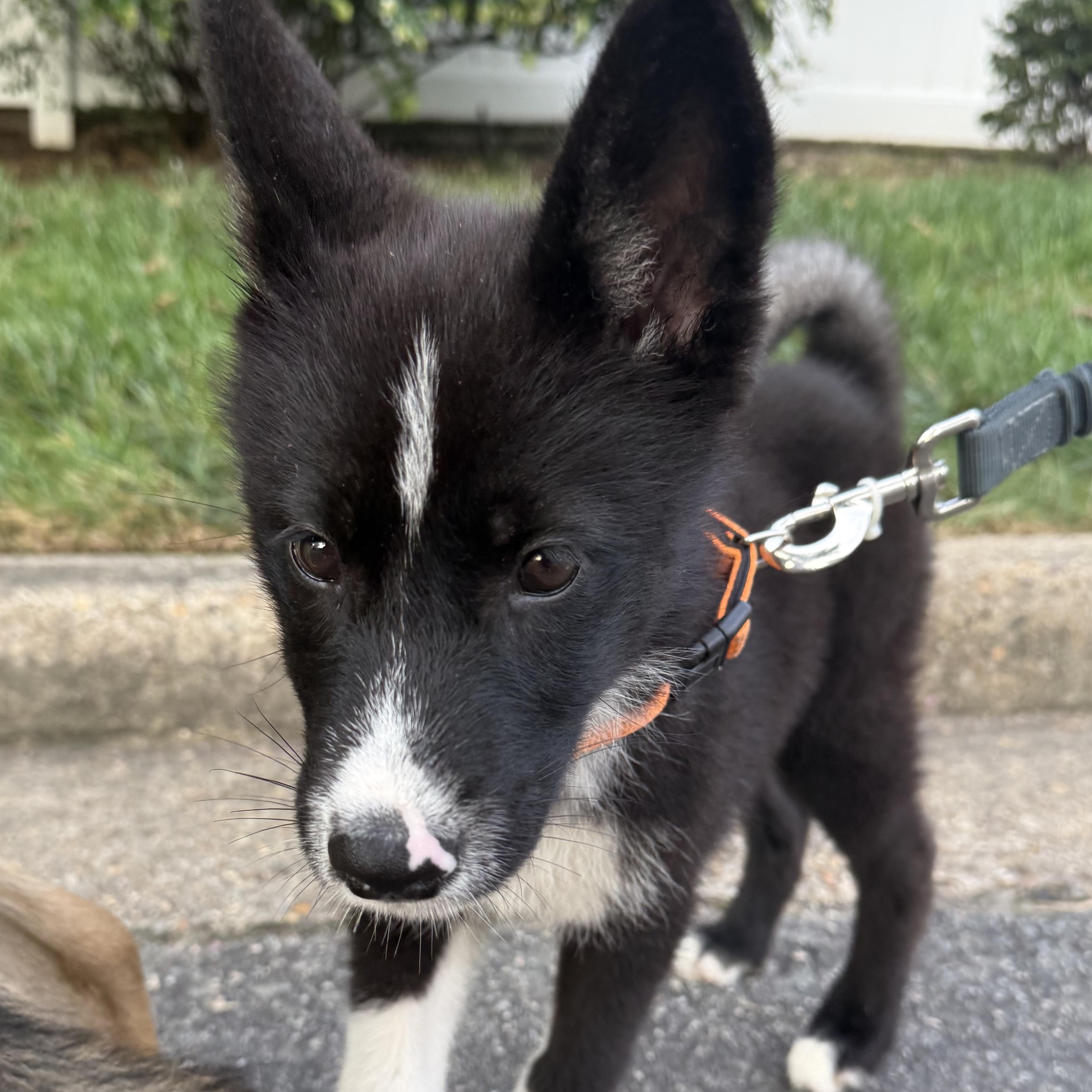 Enlarge Rhinestone, a Adoptable mixed breed in Richmond, VA image 5/5