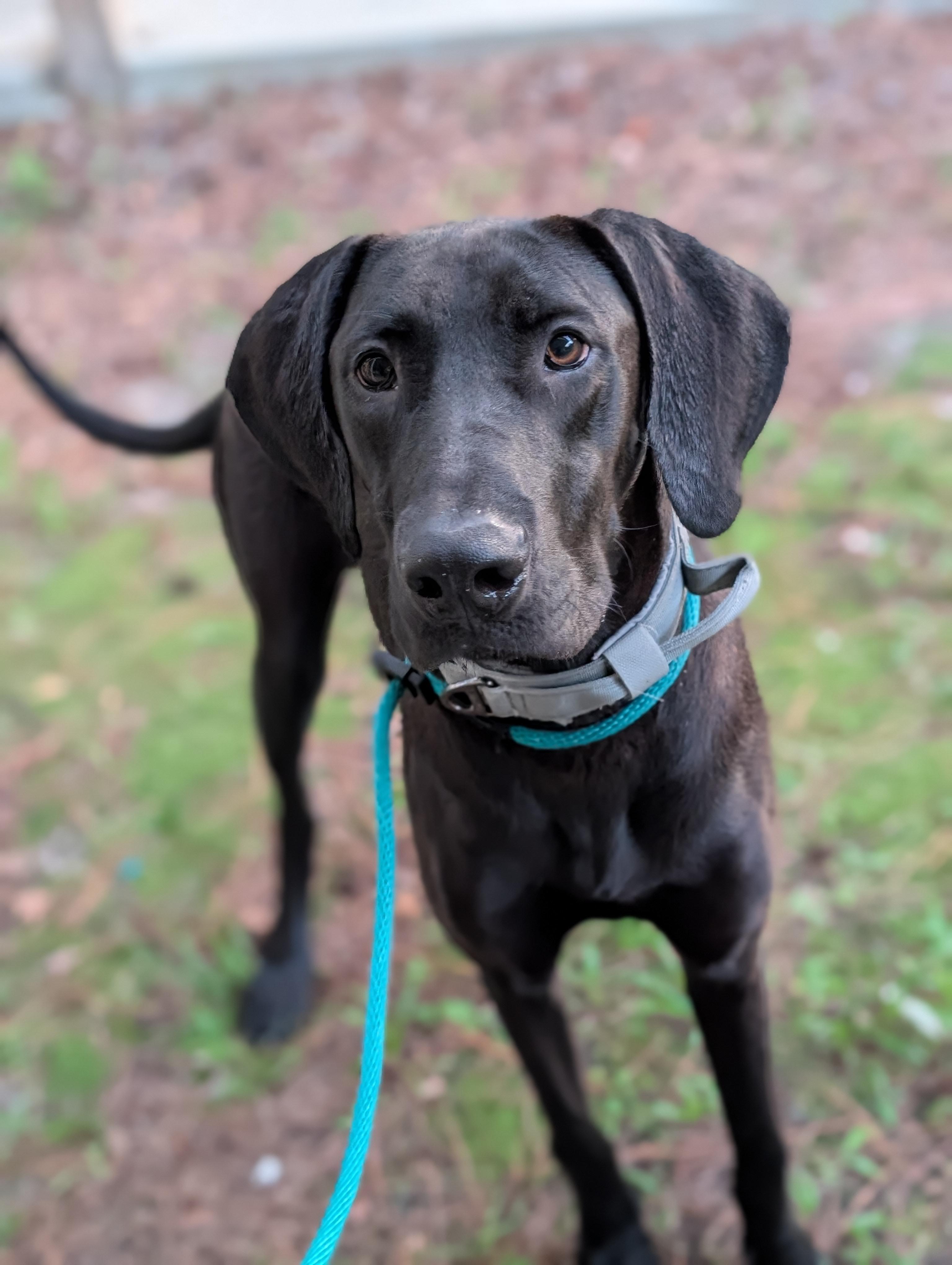 Liberty, a ADOPTABLE mixed breed in Bloomingdale, GA image 6/6