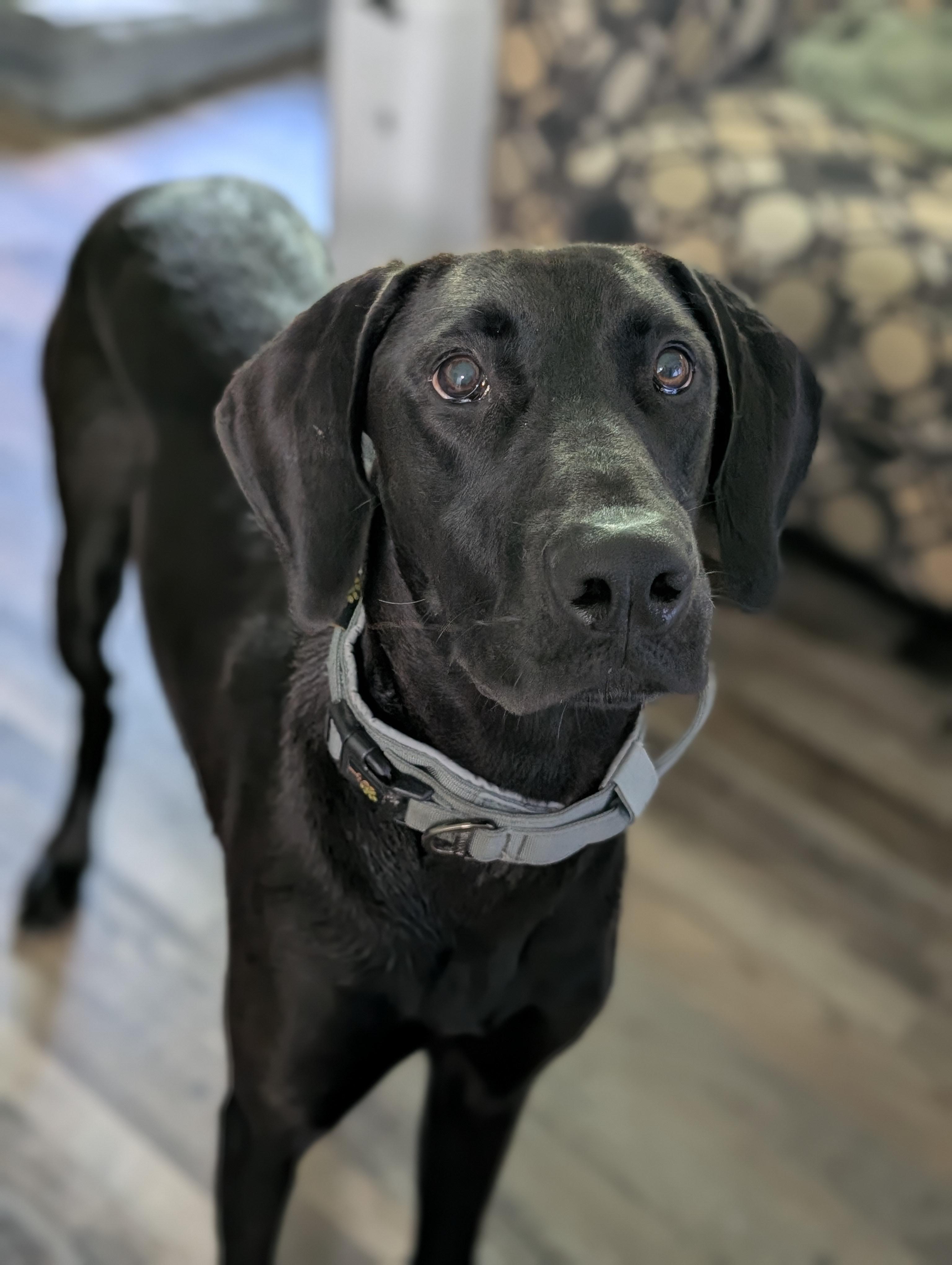 Liberty, a ADOPTABLE mixed breed in Bloomingdale, GA image 4/6