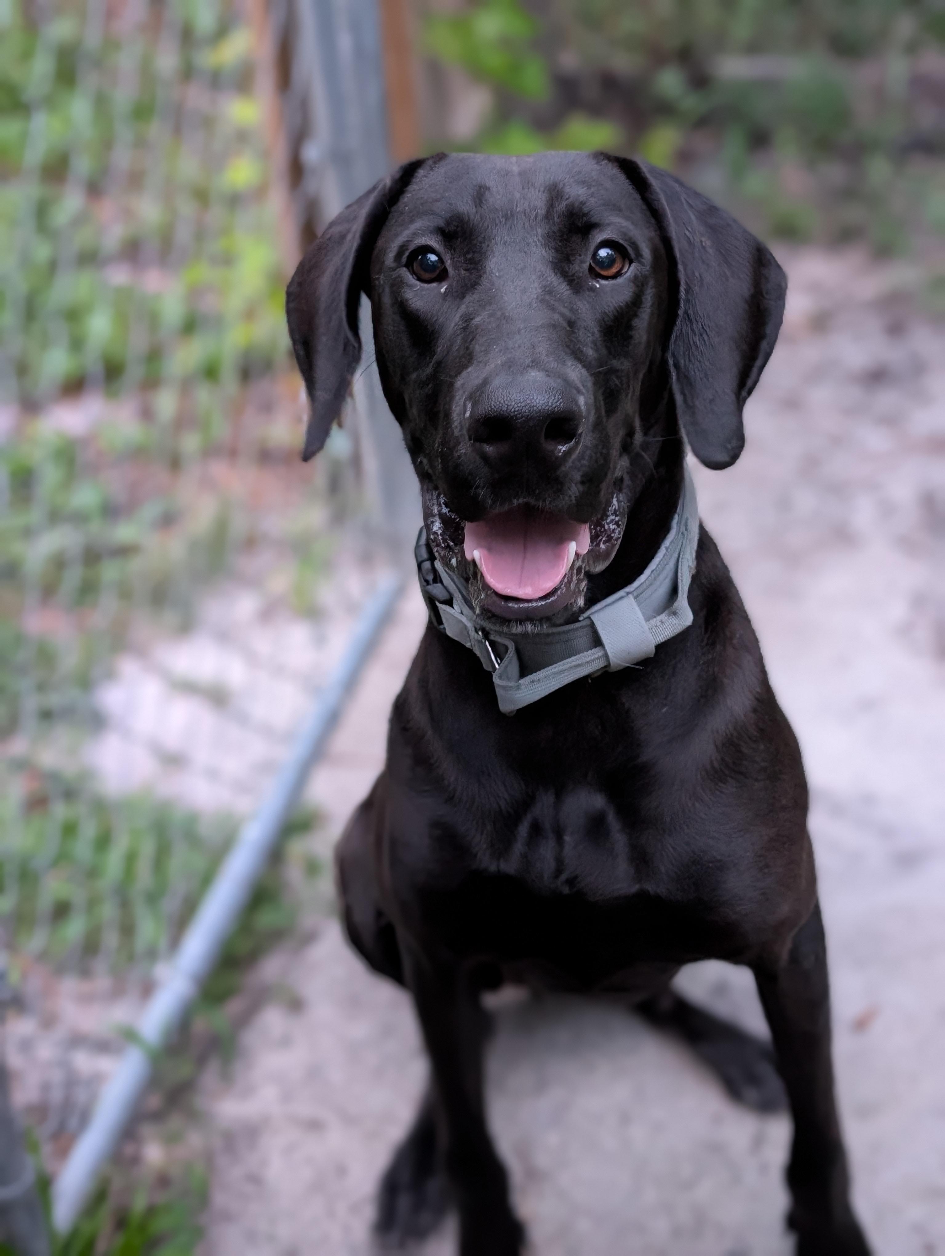 Liberty, a ADOPTABLE mixed breed in Bloomingdale, GA image 5/6