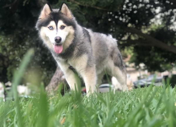 Enlarge Joule, a Adoptable mixed breed in El Cajon, CA image 1/5