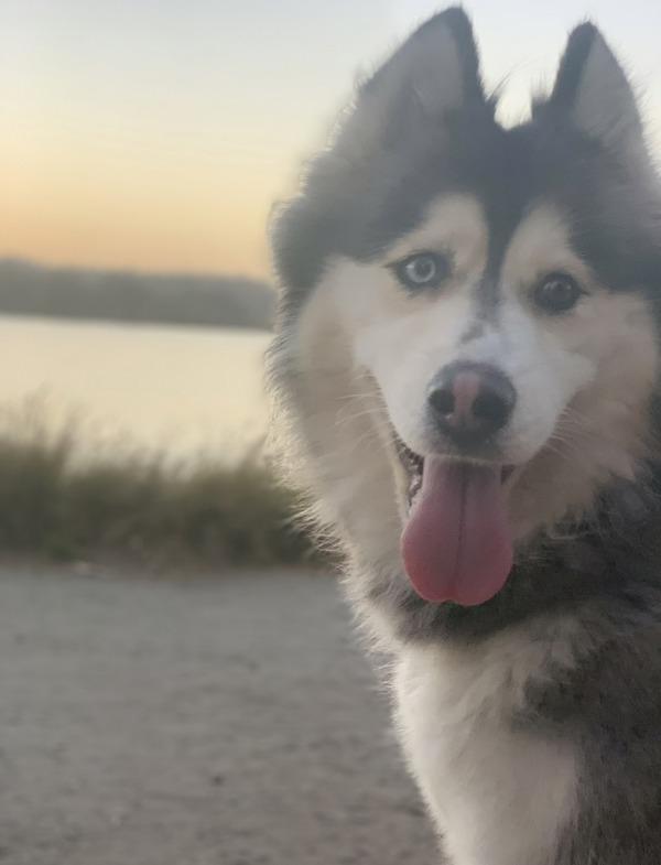 Enlarge Joule, a Adoptable mixed breed in El Cajon, CA image 2/5