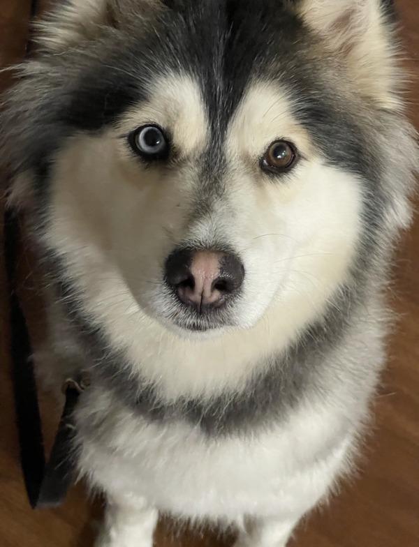 Enlarge Joule, a Adoptable mixed breed in El Cajon, CA image 3/5