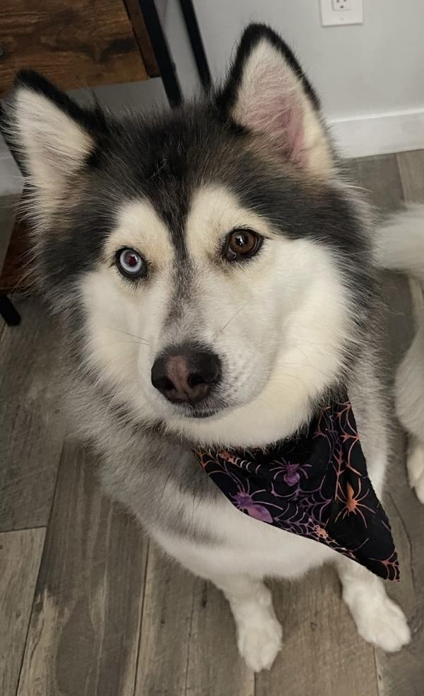 Enlarge Joule, a Adoptable mixed breed in El Cajon, CA image 4/5