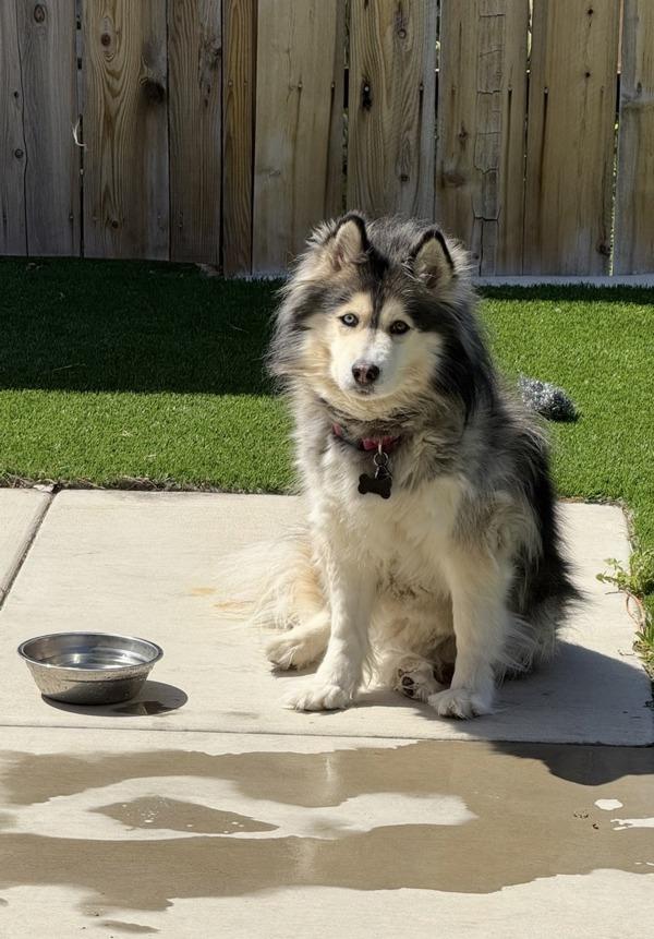 Enlarge Joule, a Adoptable mixed breed in El Cajon, CA image 5/5