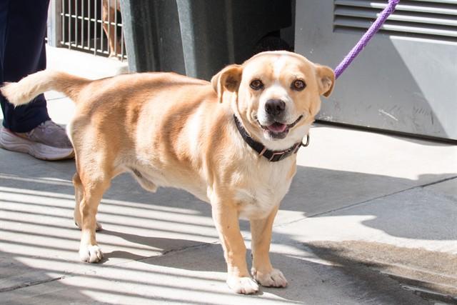 PINE-SOL, Adoptable, Young Male Chihuahua & Pit Bull Terrier.