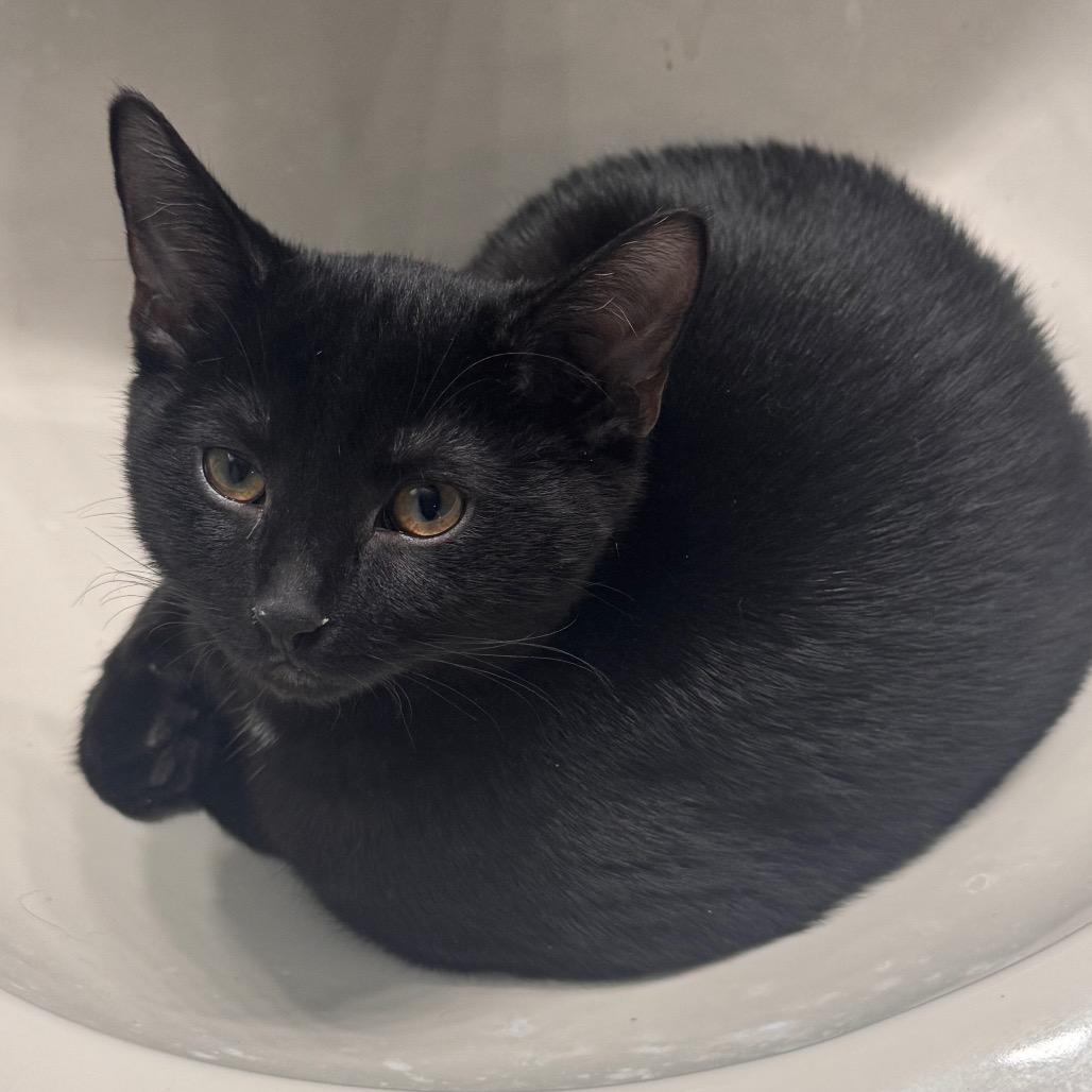 Elvis, Adoptable, Kitten Male Domestic Short Hair.