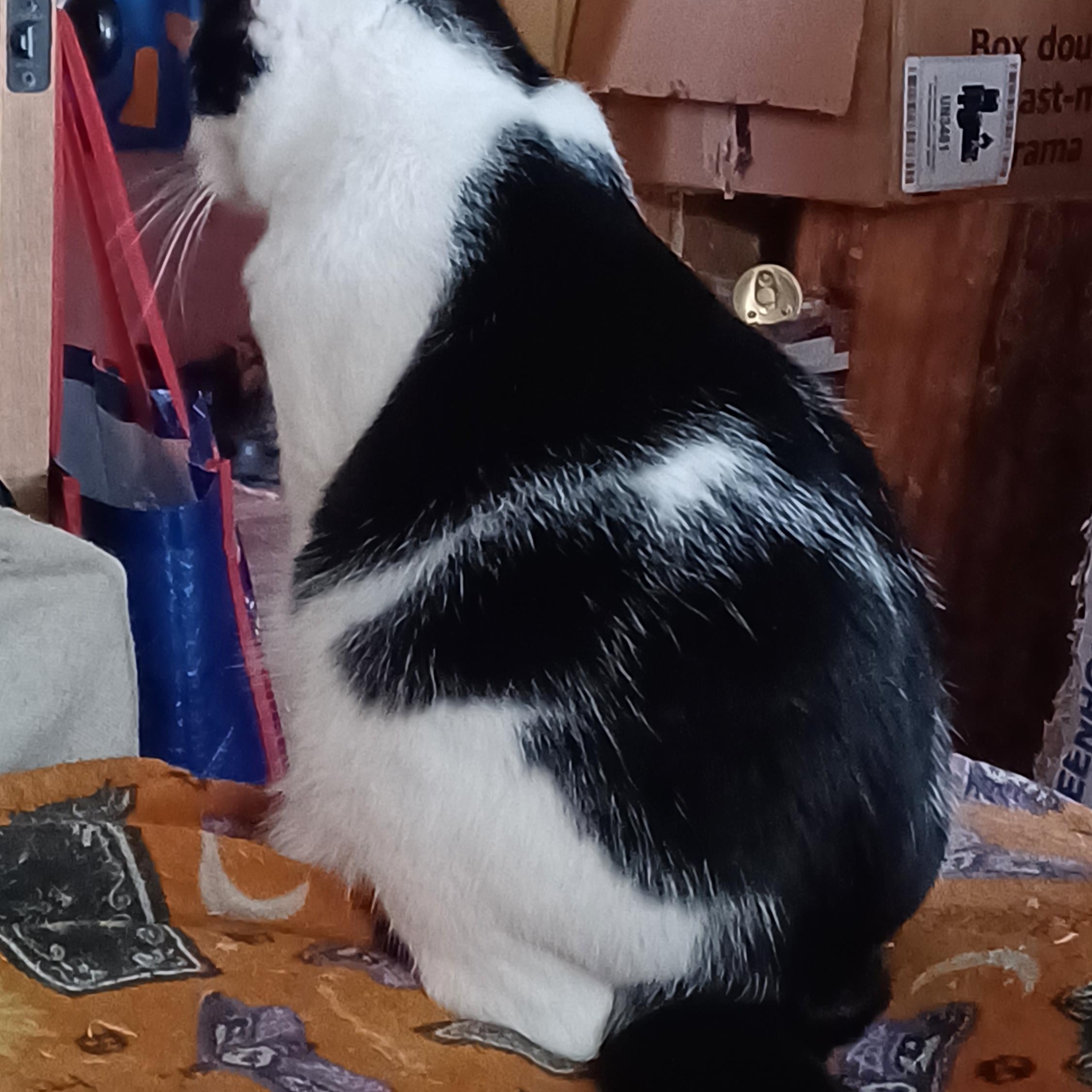 Enlarge Coconut, a ADOPTABLE Domestic Short Hair in Morgantown, WV image 3/3