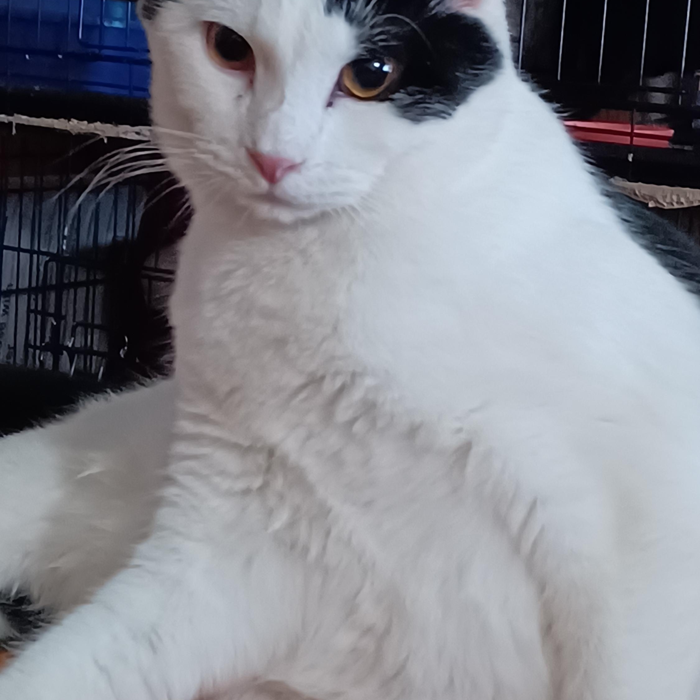 Enlarge Coconut, a ADOPTABLE Domestic Short Hair in Morgantown, WV image 1/3