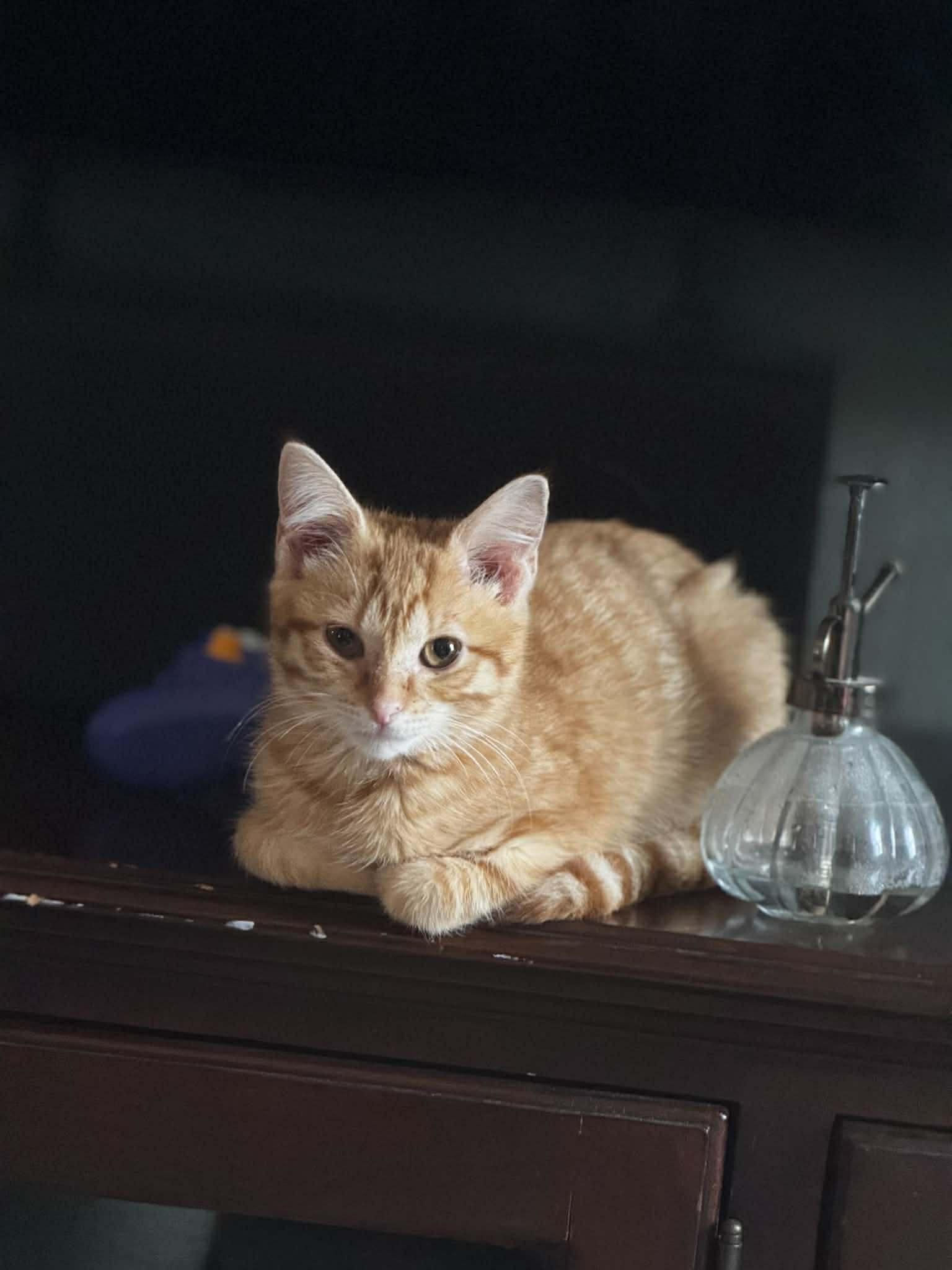 Enlarge Blue, an adopted Domestic Short Hair in Muncie, IN image 1/1