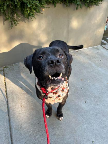Enlarge Wrigley, a Adoptable mixed breed in Chicago, IL image 1/3