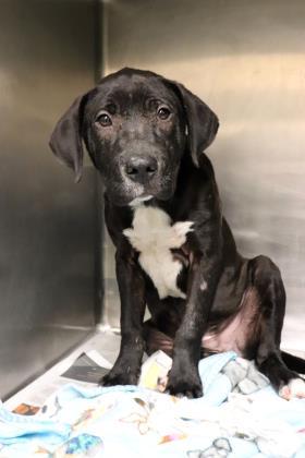 Enlarge Wrigley, a Adoptable mixed breed in Chicago, IL image 2/3