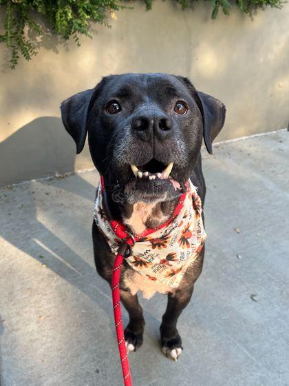 Enlarge Wrigley, a Adoptable mixed breed in Chicago, IL image 3/3