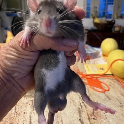 Enlarge Male, black with some white stomach, a ADOPTABLE Rat in Scottsdale, AZ image 1/1