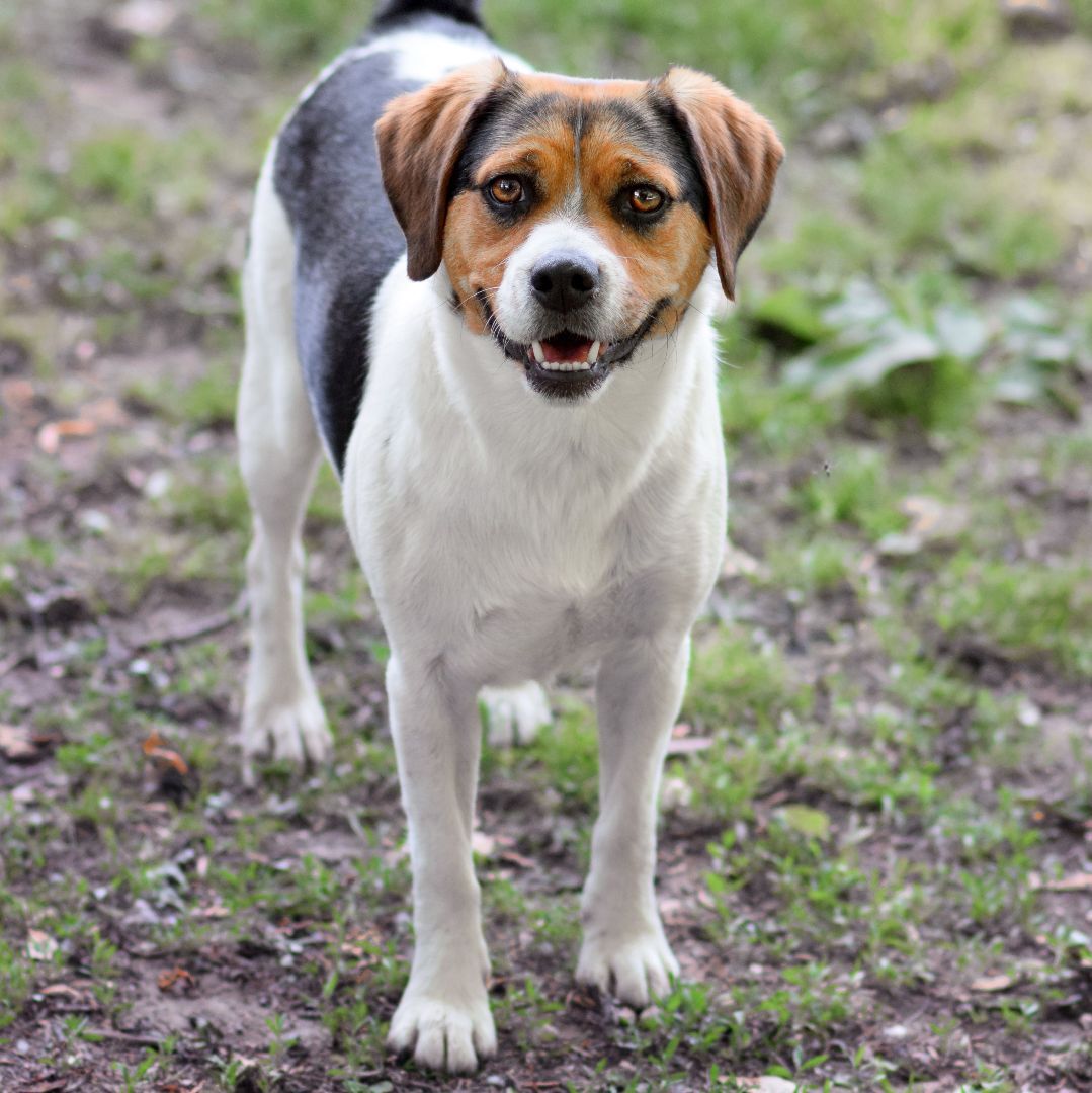 Bowie, a Adoptable Beagle in Monticello, MN image 2/11
