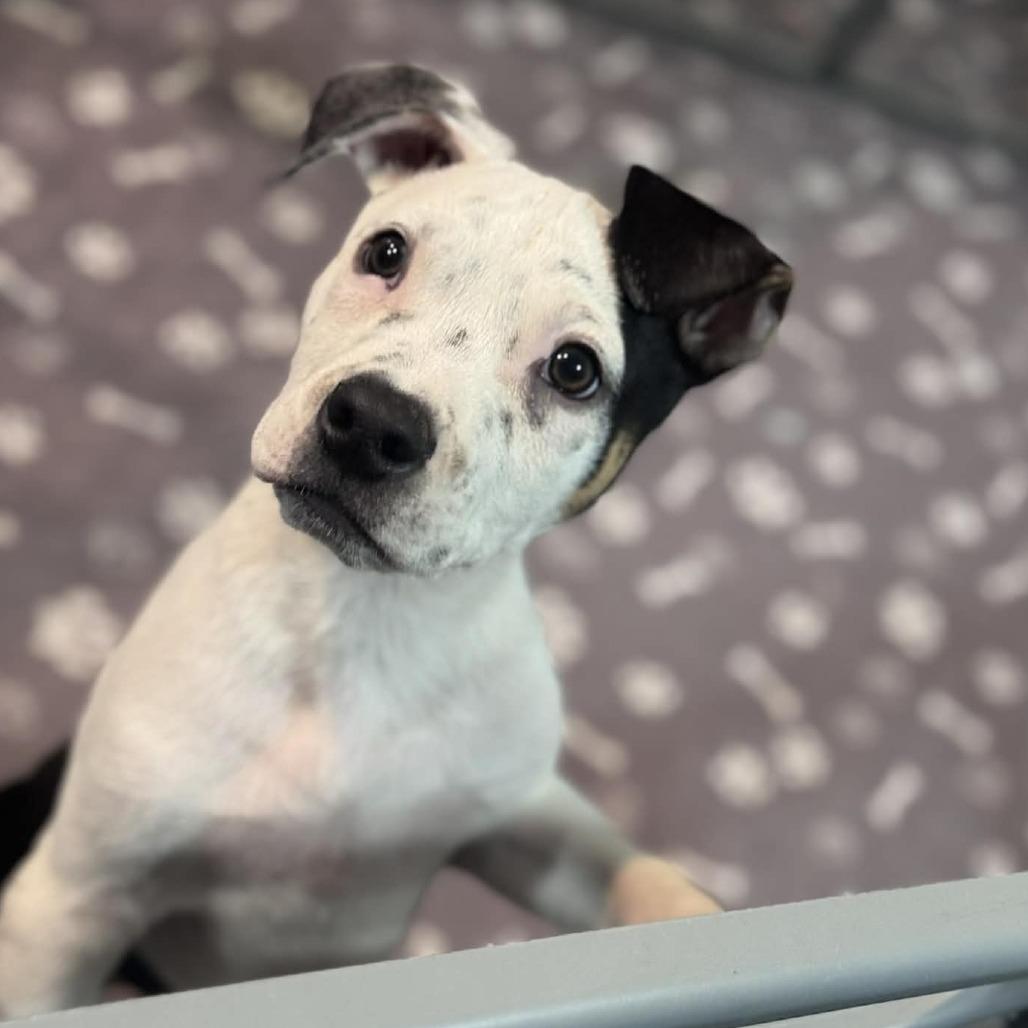 Jay, Adoptable, Puppy Male Mixed Breed.