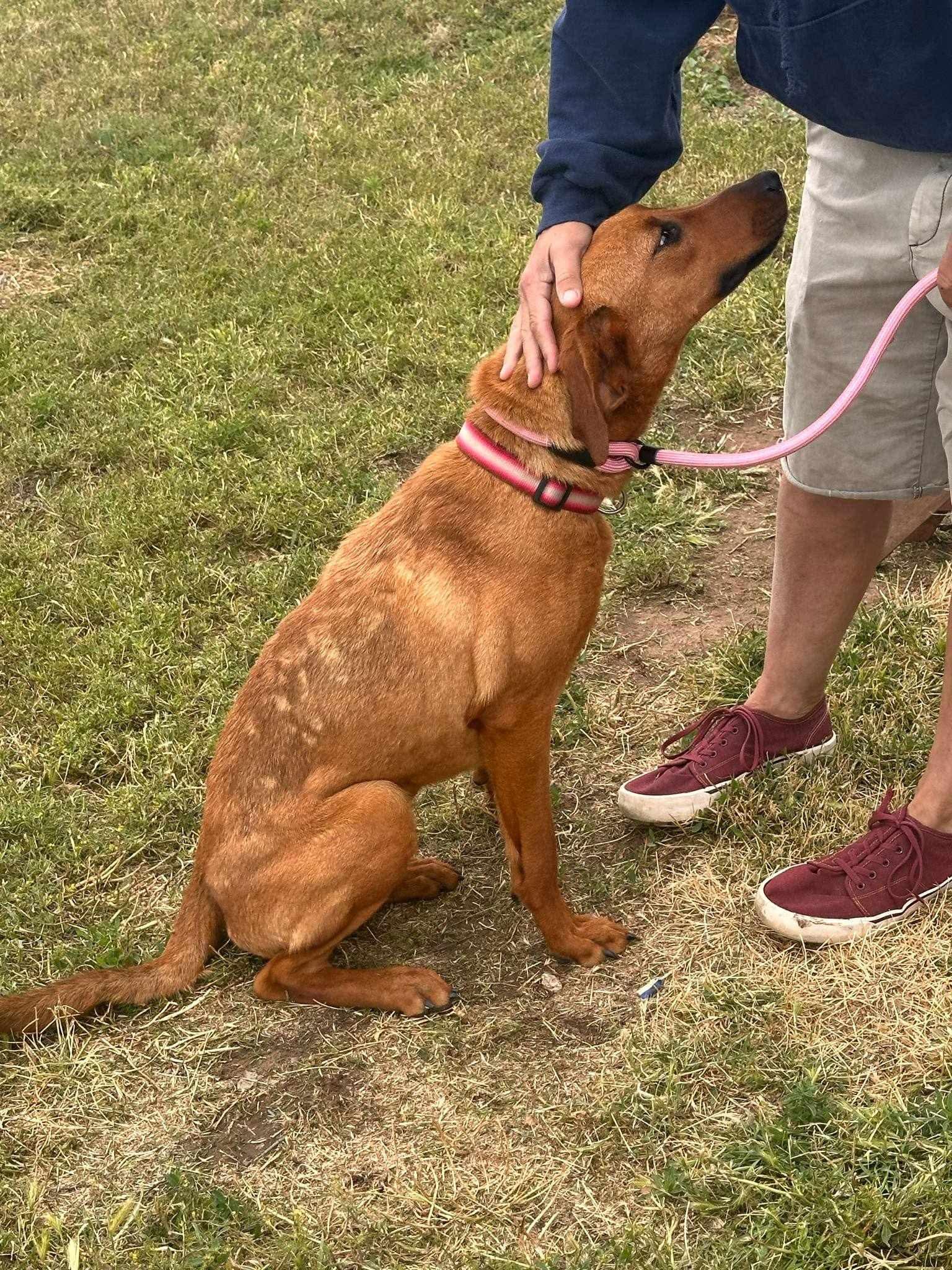 Rosie, an adoptable Bloodhound, Labrador Retriever in Amarillo, TX, 79101 | Photo Image 4