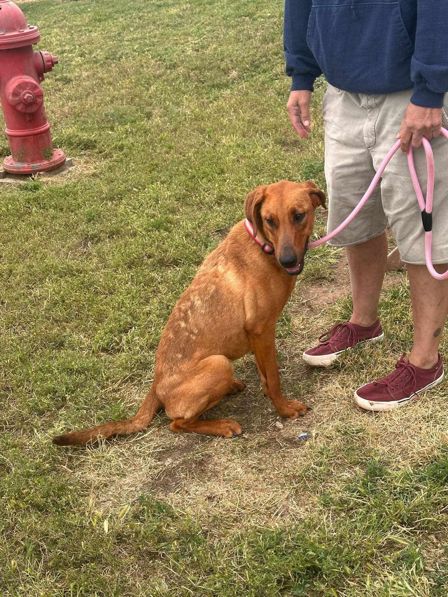 Rosie, an adoptable Bloodhound, Labrador Retriever in Amarillo, TX, 79101 | Photo Image 3