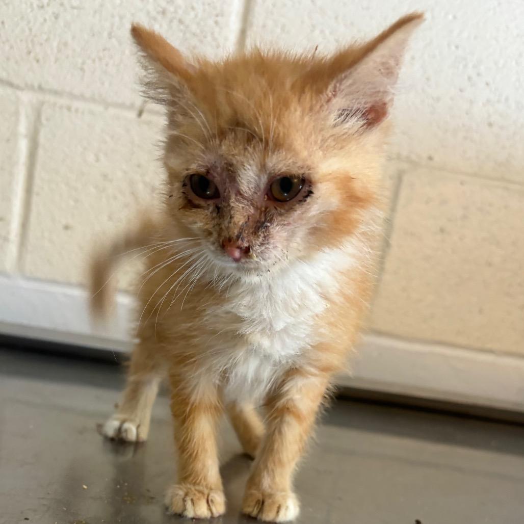 Cheddar, Adoptable, Kitten Male Domestic Short Hair.