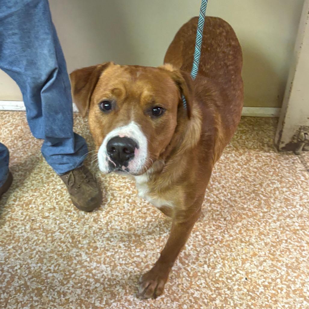 Bob, Adoptable, Adult Male Boxer & Labrador Retriever.