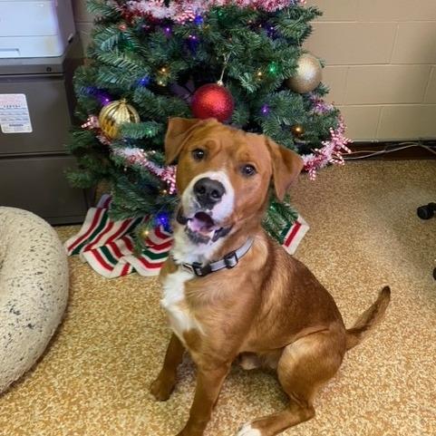 Bob, Adoptable, Adult Male Golden Retriever & Pit Bull Terrier.