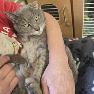 Justine, a Adoptable Domestic Short Hair in Phoenixville, PA image 3/3