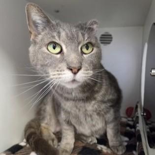 Justine, a Adoptable Domestic Short Hair in Phoenixville, PA image 2/3