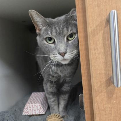 Justine, Adoptable, Adult Female Domestic Short Hair.