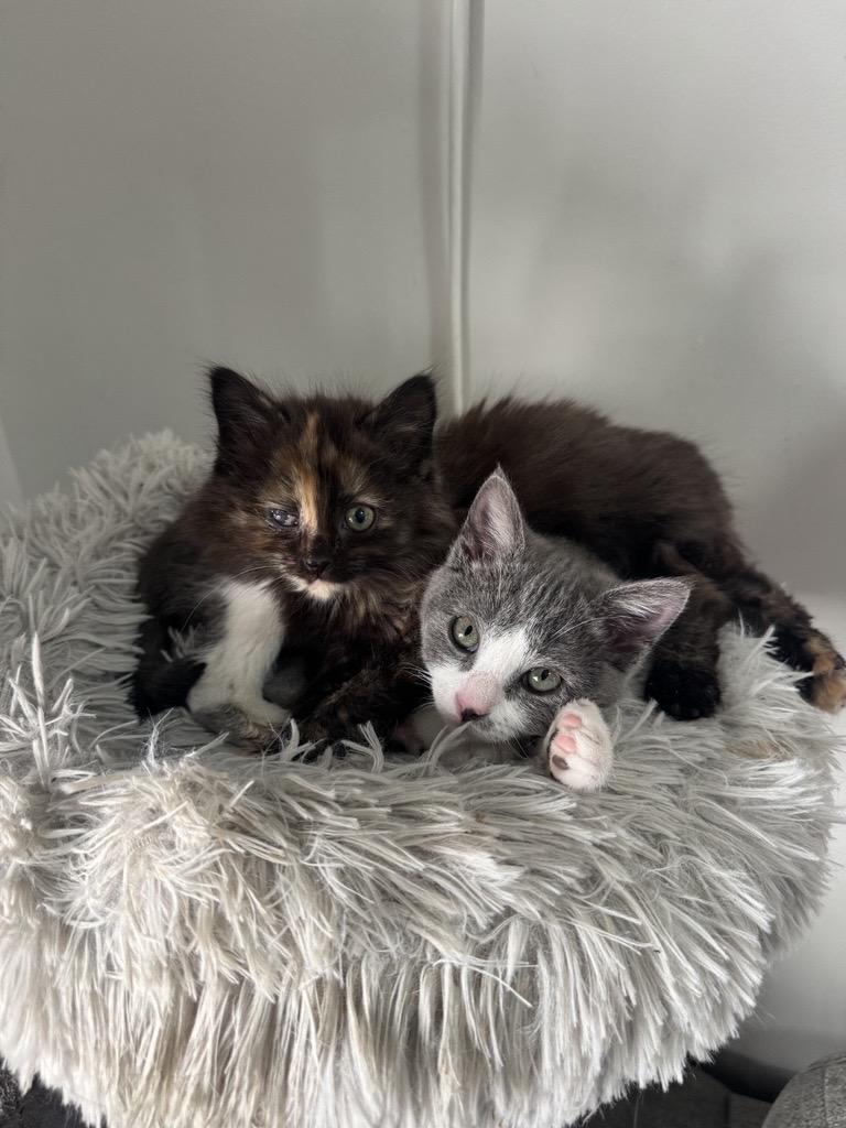 Latte & Matilda, adoptable, Kitten Female Domestic Short Hair.