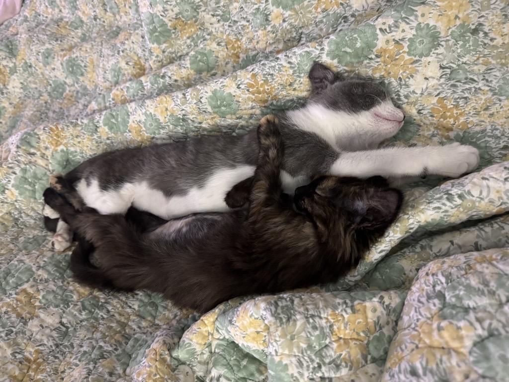 Enlarge Latte & Matilda, an adoptable Domestic Short Hair in Manchester, MD image 2/2