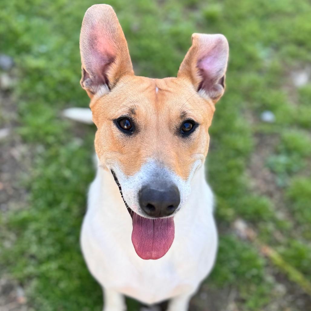Nicole, a Adoptable Mixed Breed in Brownsboro, AL image 1/6