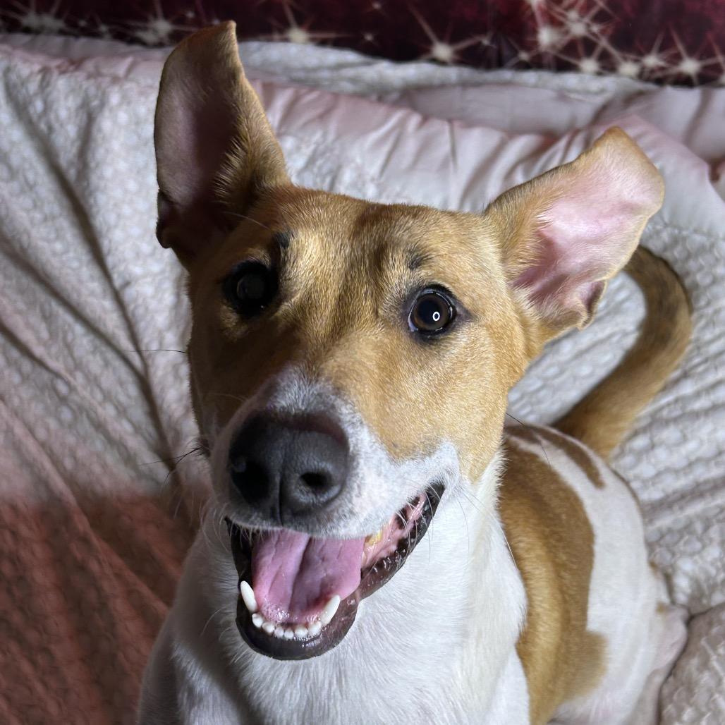 Nicole, a Adoptable Mixed Breed in Brownsboro, AL image 2/6