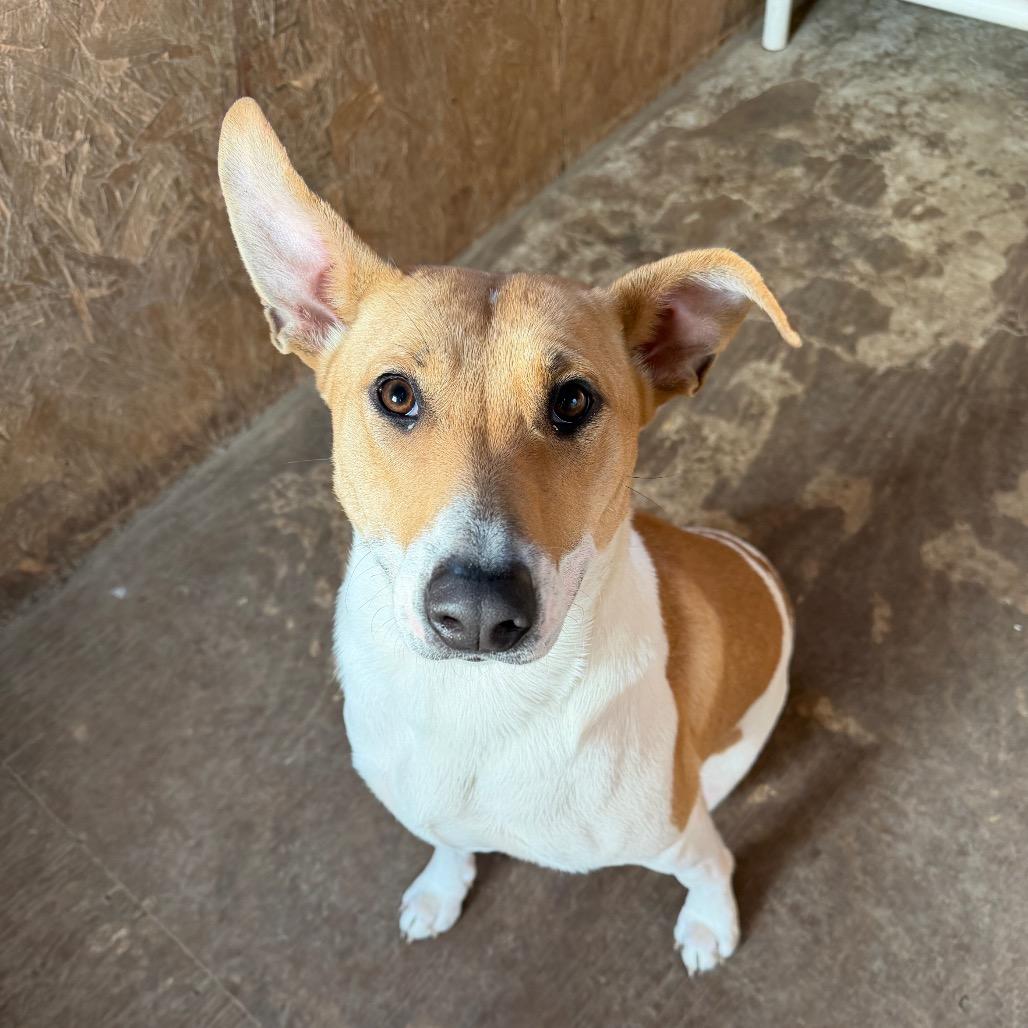 Nicole, a Adoptable Mixed Breed in Brownsboro, AL image 4/6