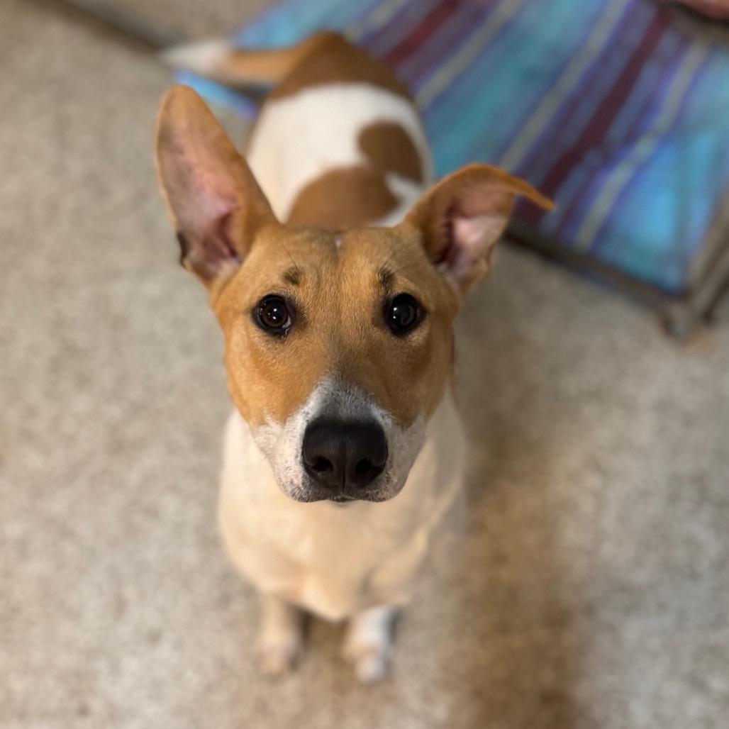 Nicole, a Adoptable Mixed Breed in Brownsboro, AL image 5/6