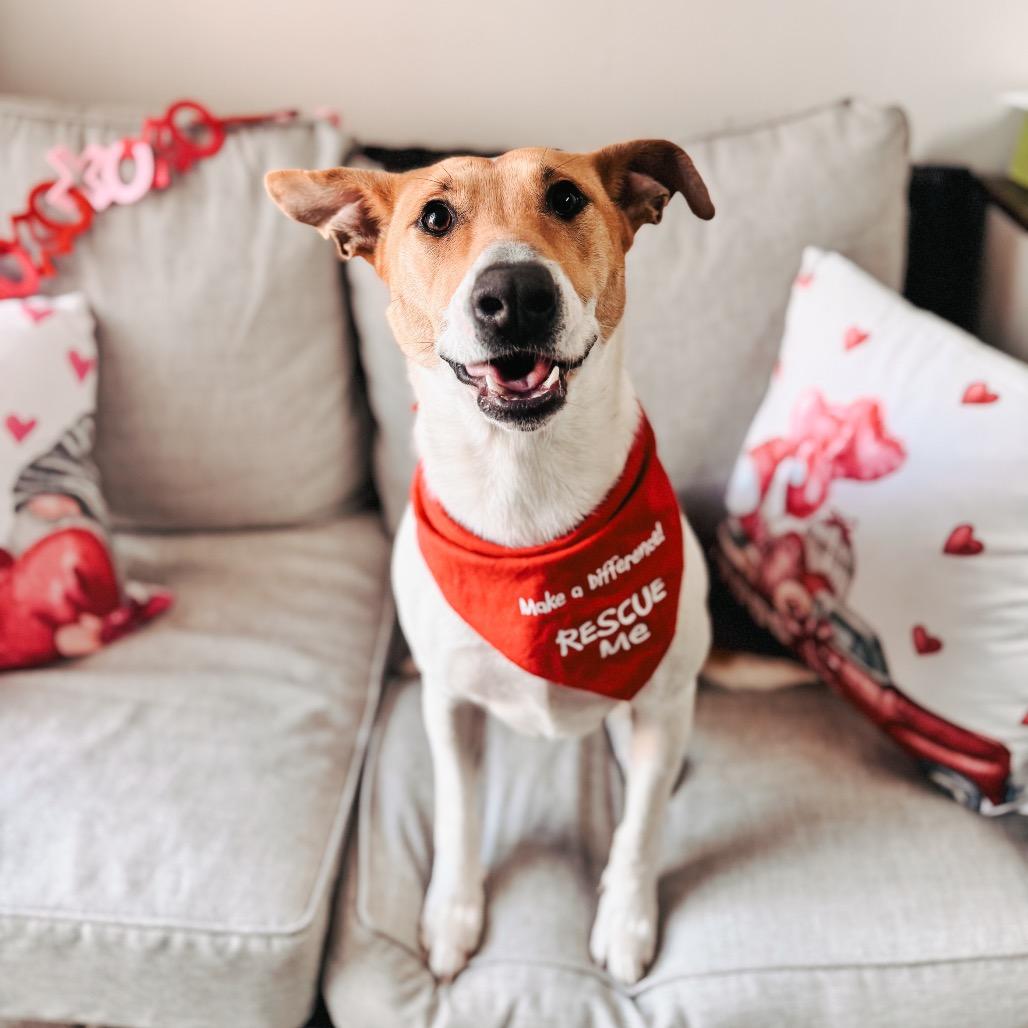 Nicole, a Adoptable Mixed Breed in Brownsboro, AL image 6/6