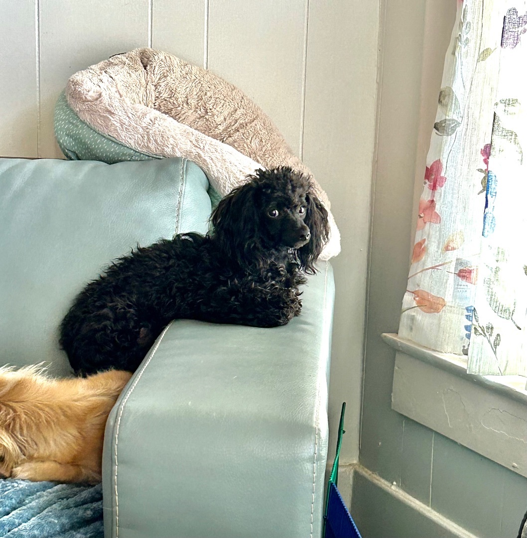 Enlarge Scooter, a Adoptable Miniature Poodle in Chickasha, OK image 3/3