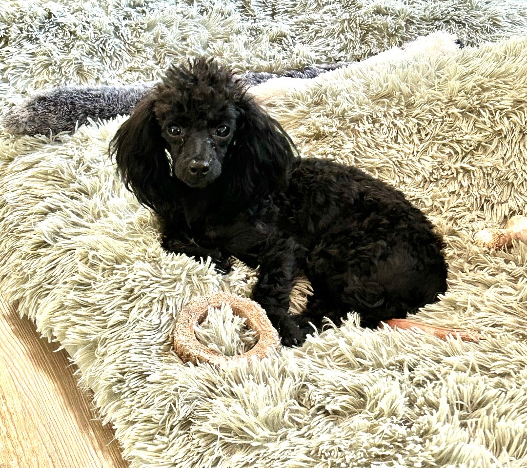 Enlarge Scooter, a Adoptable Miniature Poodle in Chickasha, OK image 2/3