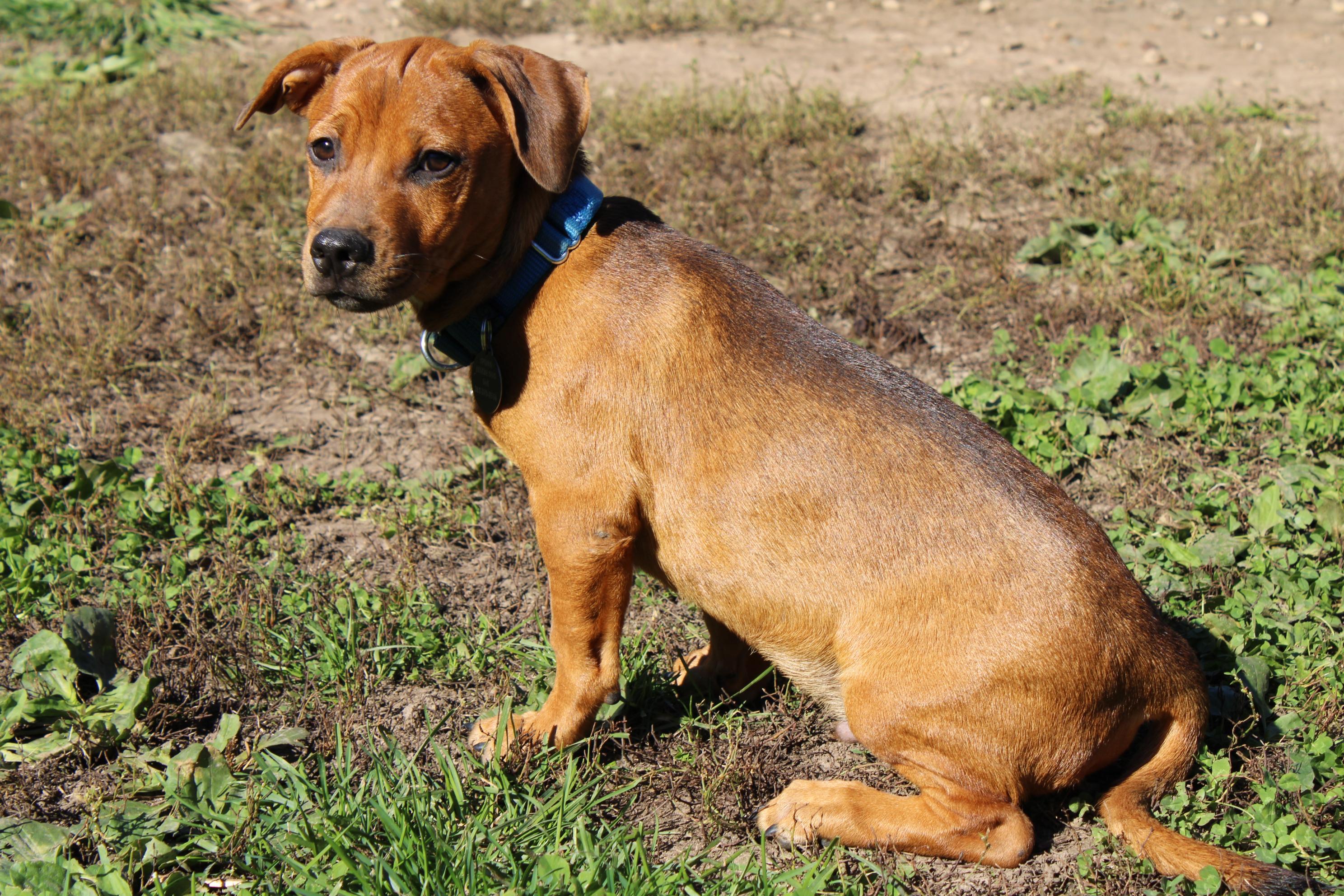 Enlarge Dean, a Adoptable mixed breed in Waukesha , WI image 2/2