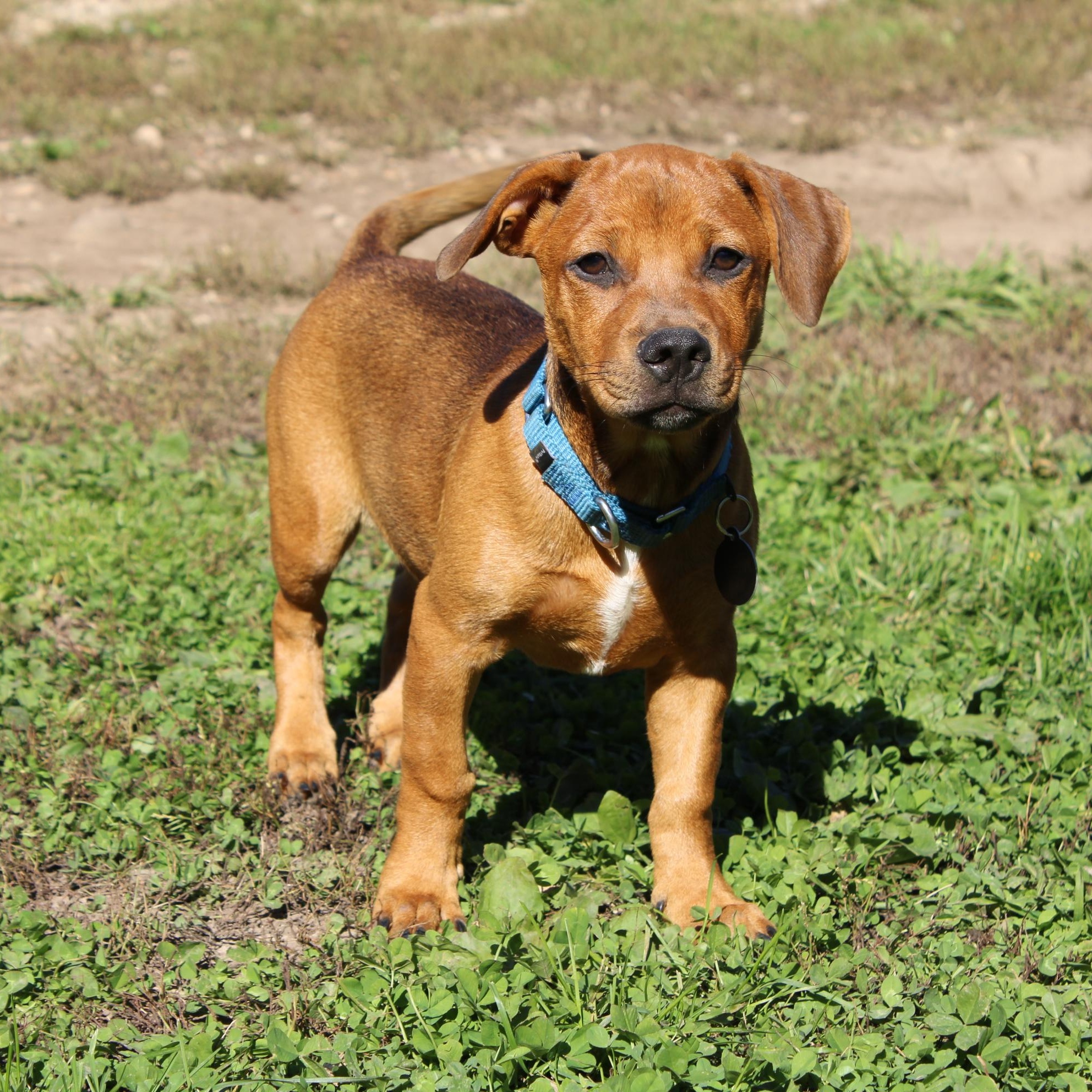 Dean, Adoptable, Puppy Male Dachshund.