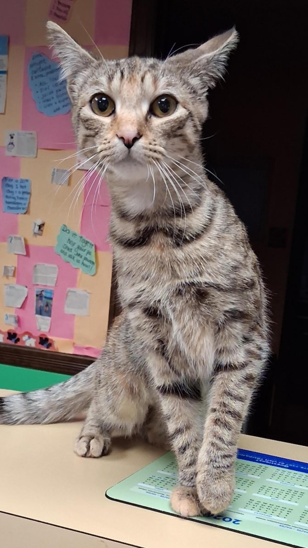 Skyler, adopted, Young Female Domestic Short Hair.