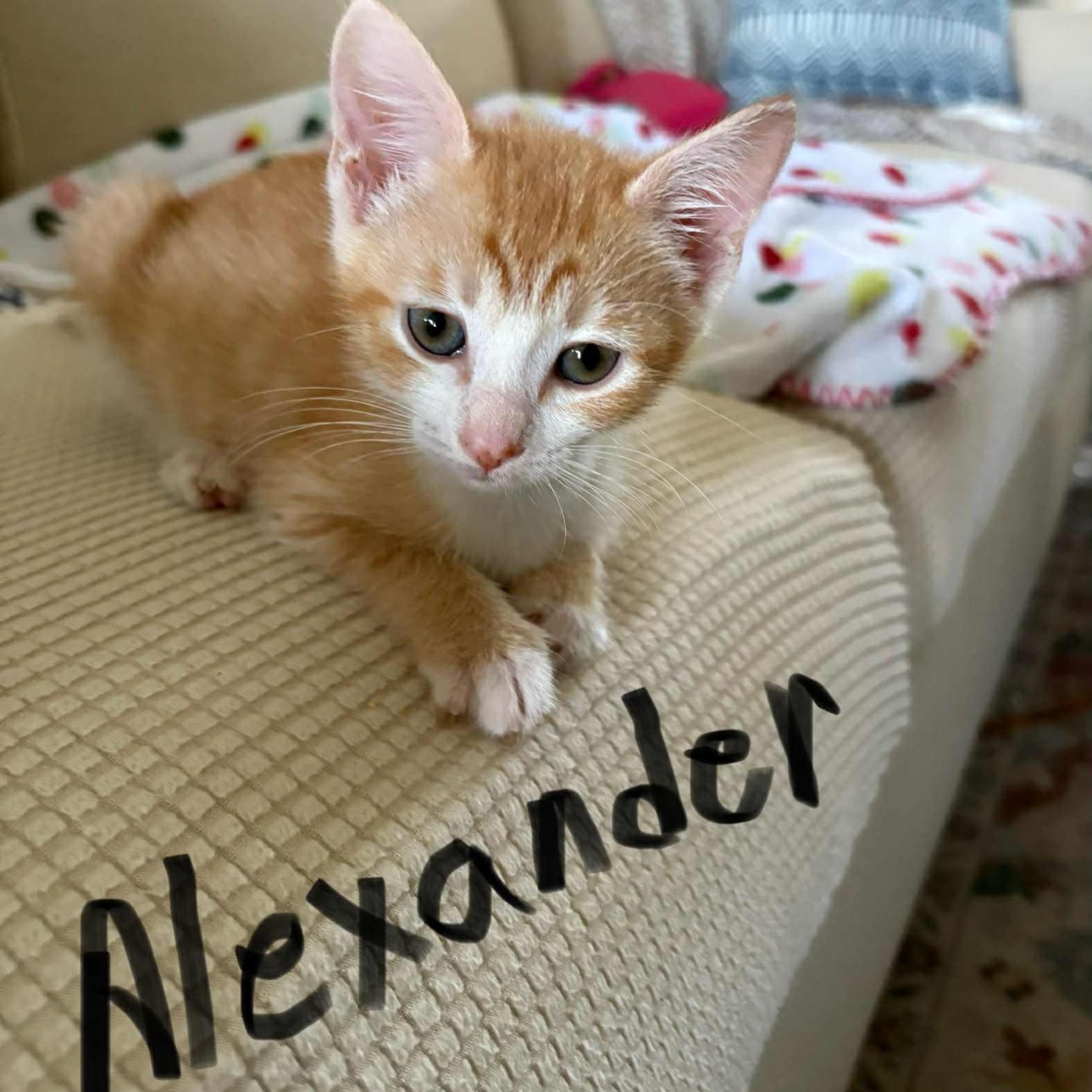 Alexander - in foster home